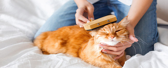 Cat grooming and care