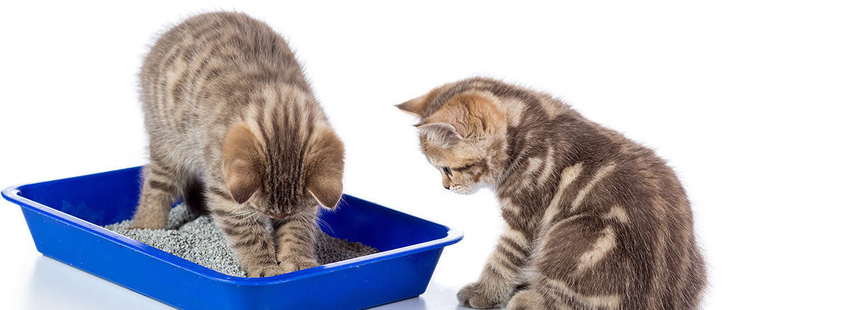 Cat Litter Box Needs and Waste disposal