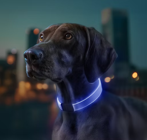 WAUDOG – LED Collar - Pets and More