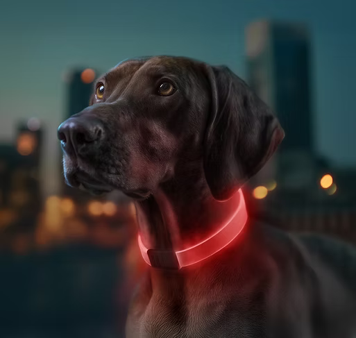 WAUDOG – LED Collar - Pets and More