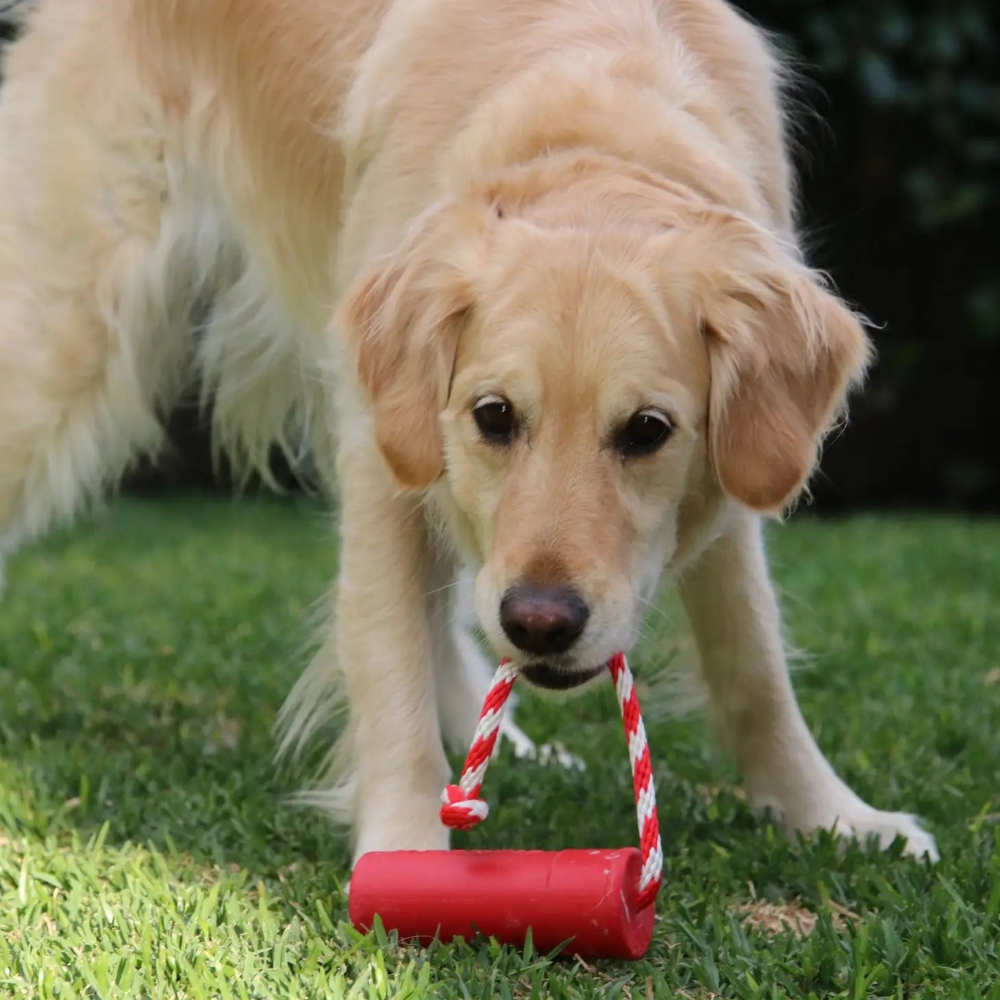 Firecracker Training Dog Toys - Pets and More
