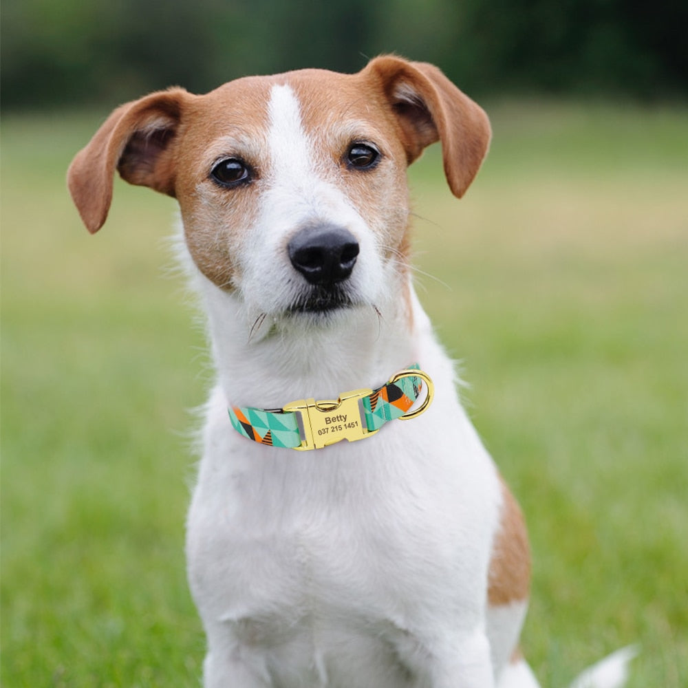 Custom Dog Collar - Pets and More