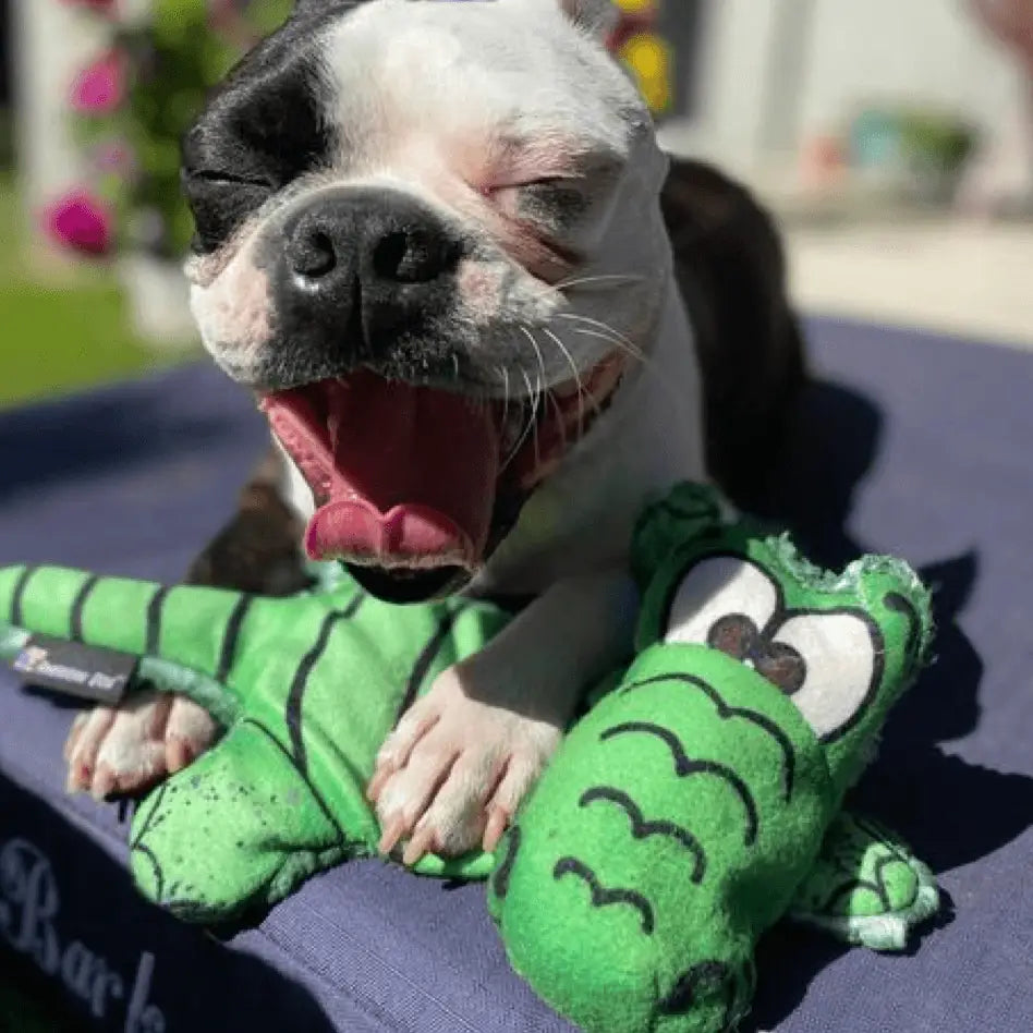 Allie Gator Soft Dog Toy - Pets and More